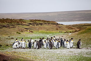flock of penguins, Penguins, Flock, Grass
