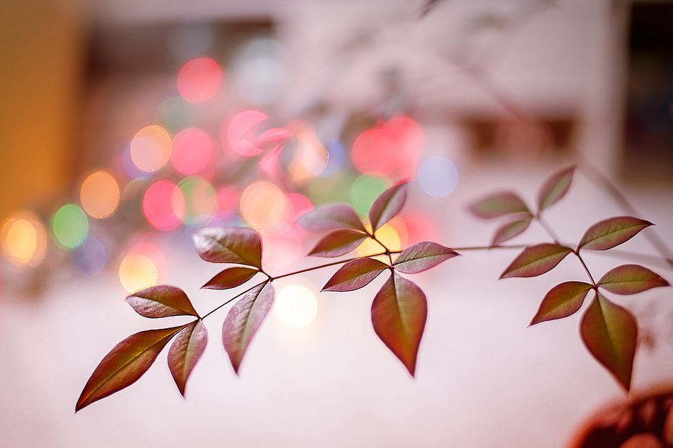 bokeh photography of red leaf HD wallpaper