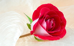 close-up photo of red Rose
