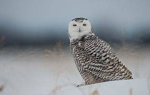 close up photo of white and gray owl