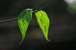 tilt-shift photo pf elongated leaf