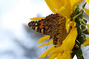 Painted Lady Butterfly on sunflower during daytime