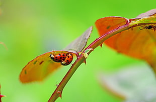 two ladybirds on red leaf in closeup shot