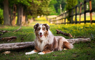 long-coated white and brown dog, animals, dog, Australian Shepherd, nature HD wallpaper