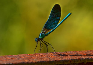 shallow focus photo of blue butterfly on brown rusty iron base