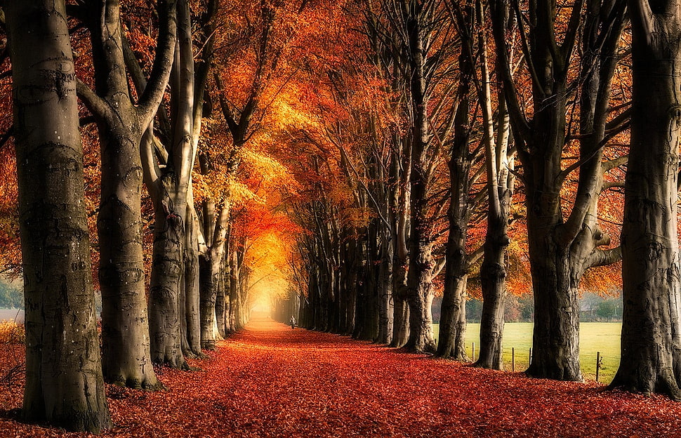 orange leaf trees, nature, landscape, trees, fall HD wallpaper