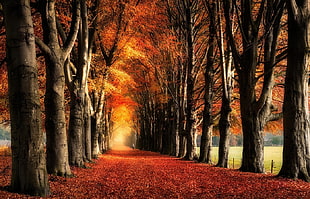 orange leaf trees, nature, landscape, trees, fall