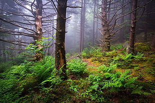 green fern plant, nature, landscape, mist, forest