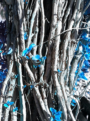 blue petaled flowers, flowers, photography, plants HD wallpaper