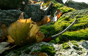 green leaves on green mosh in closeup photo
