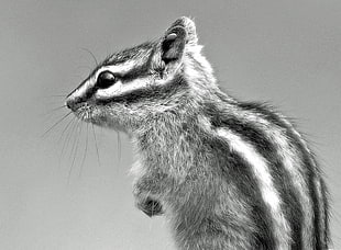 close-up grayscale photo of squirrel, chipmunk