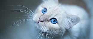 white and black fur cat, cat, blue eyes, whiskers, blurred HD wallpaper