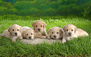 animal photography of five yellow Labrador Retriever puppies laying near field of grass