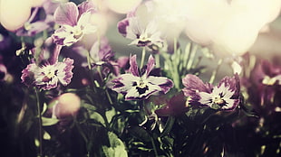 closeup photo of white-and-purple petaled flower plants