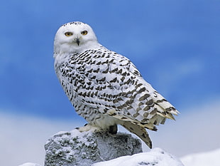 white owl macro shot