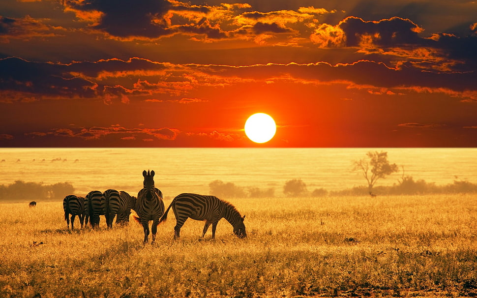 herd of Zebra, animals, Africa, zebras, sunset HD wallpaper
