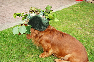 adult long-coated brown dog with plant leaf hat on top of green grass field