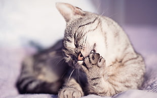 photography of gray tabby cat
