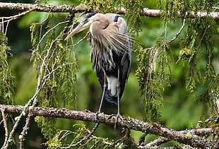 selective focus photography of gray medium size bird on wooden branch, great blue heron