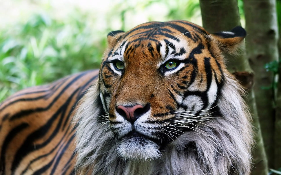 tiger near plants HD wallpaper