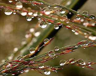 shallow focus photo of red and green grass with water droplets