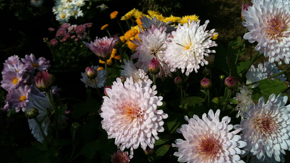 white daisy flowers, flowers, dynamic HD wallpaper