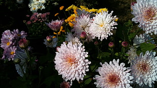 white daisy flowers, flowers, dynamic