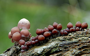 selective focus photography of brown fungie, mycena