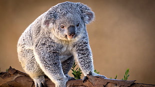 animal photography of koala HD wallpaper