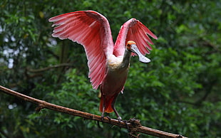 pink and white bird on a branch spread wings