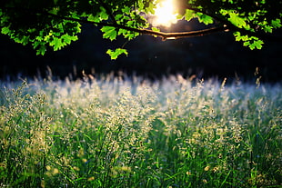 shallow photo of grass during sunrise