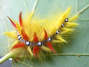 yellow and red fur insect