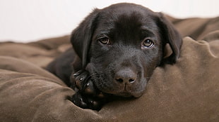short-coated black dog, dog, puppies, Labrador Retriever, animals HD wallpaper