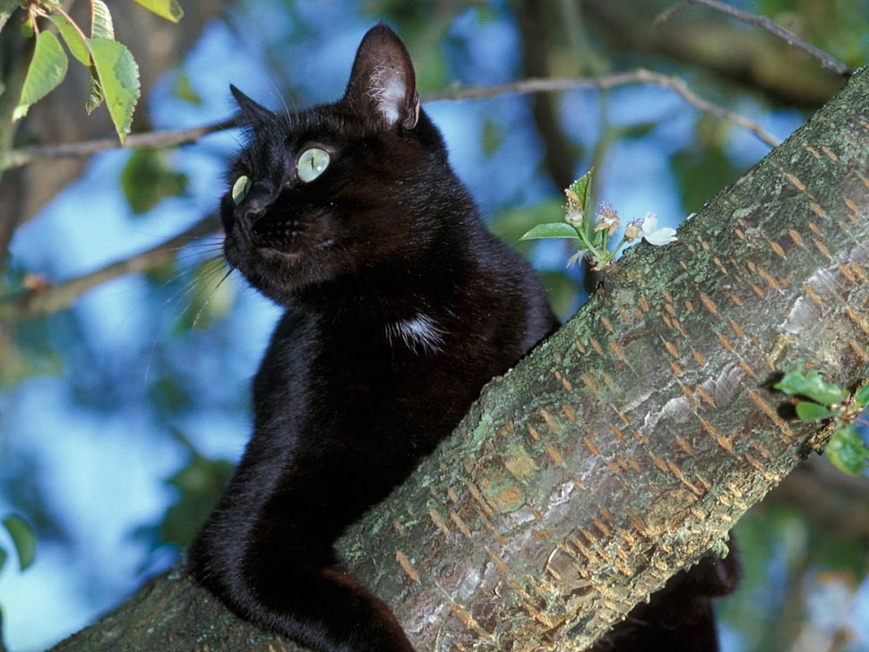 bombay cat on brown tree HD wallpaper