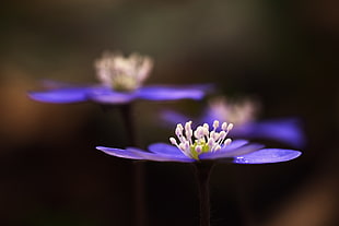 close-up photography of blue petaled flower