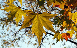 closeup photography of maple leaf HD wallpaper