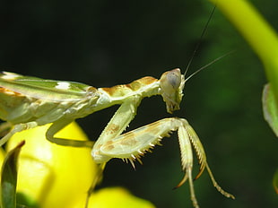 macro photo of a brown and green mantis