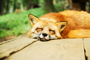 orange fox during daytime