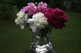 assorted color carnation flowers