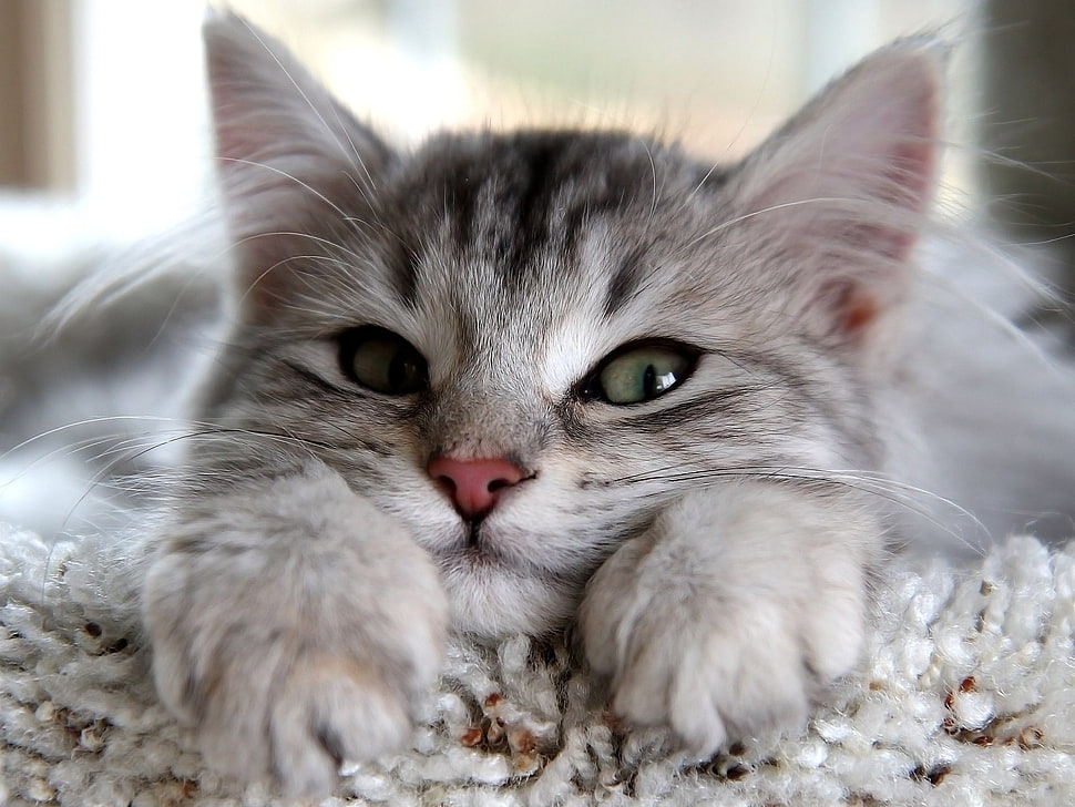 gray tabby cat HD wallpaper