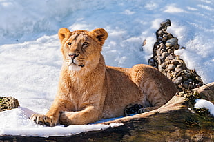 brown Lioness on brown and white snowfield
