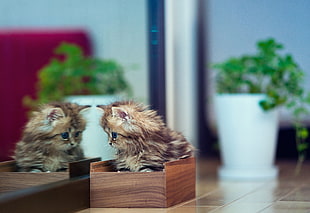 brown medium-coated kitten HD wallpaper