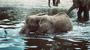 elephant on body of water