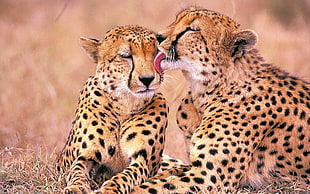 two Cheetahs on brown grass field during daytime