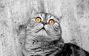 selective color photography of cat