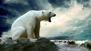 white polar bear wallpaper, nature, animals, polar bears
