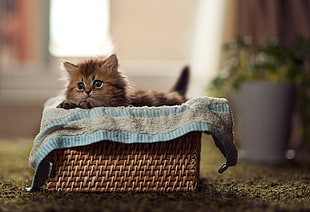 brown kitten on basket during daytime