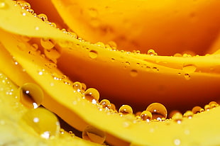 macro photography of dew on yellow petal flower HD wallpaper