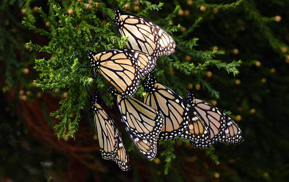 assorted black and brown butterfly's, monarch butterflies HD wallpaper