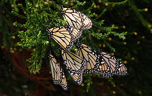 assorted black and brown butterfly's, monarch butterflies HD wallpaper